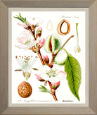Almond Print | Vintage Botanical Sketch | Plant Illustration