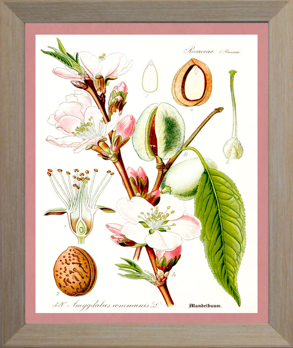 Almond Print | Vintage Botanical Sketch | Plant Illustration
