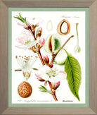 Almond Print | Vintage Botanical Sketch | Plant Illustration