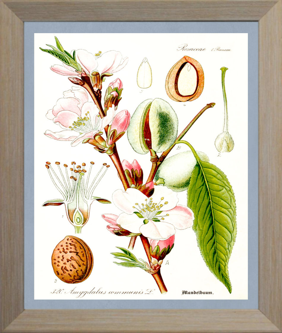 Almond Print | Vintage Botanical Sketch | Plant Illustration