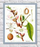 Almond Print | Vintage Botanical Sketch | Plant Illustration