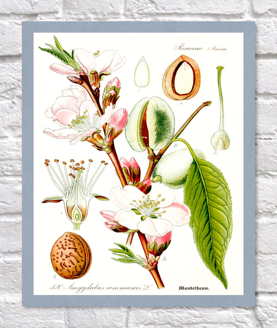 Almond Print | Vintage Botanical Sketch | Plant Illustration