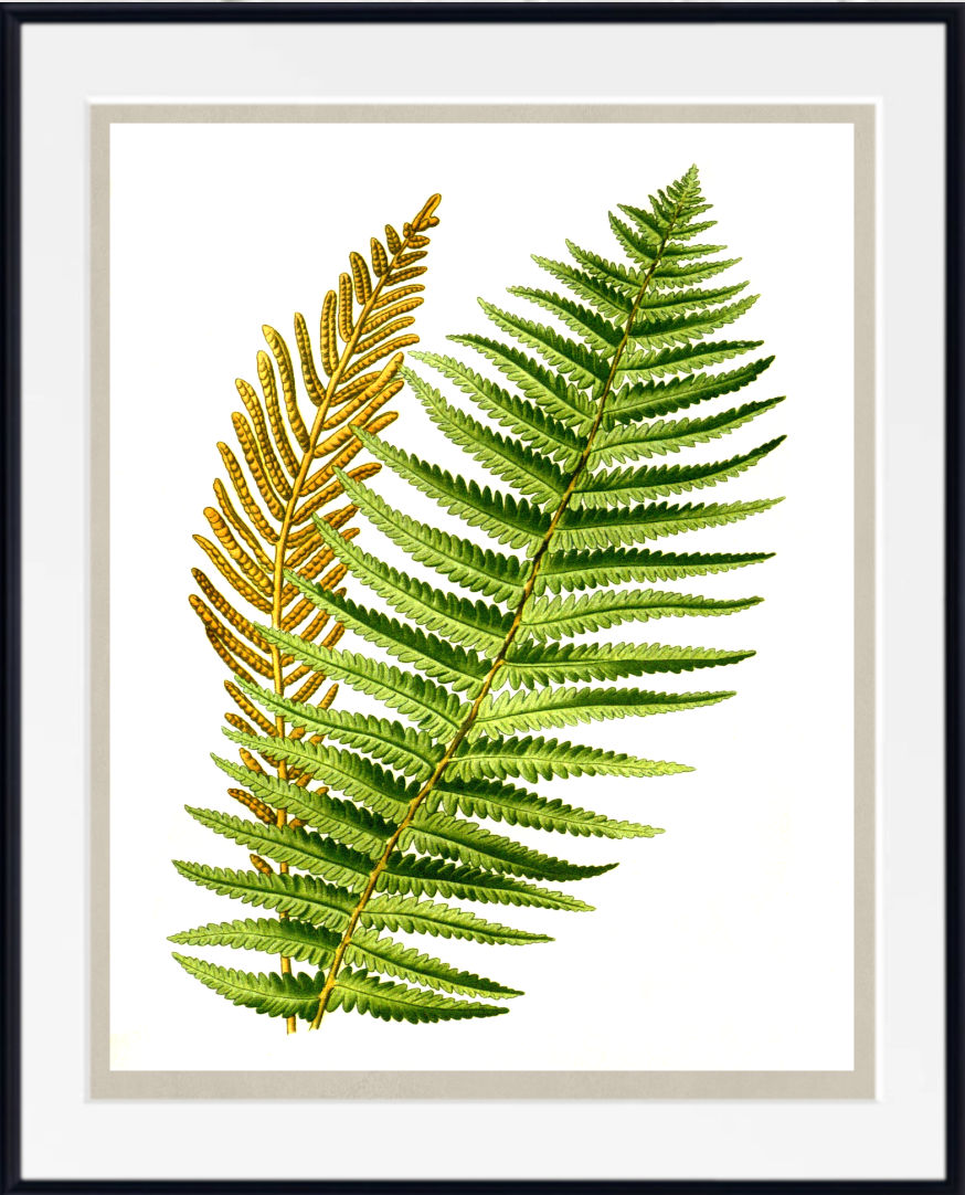 Framed botanical art print featuring two detailed fern leaves, one green and one golden-brown, on a white background with a black frame.