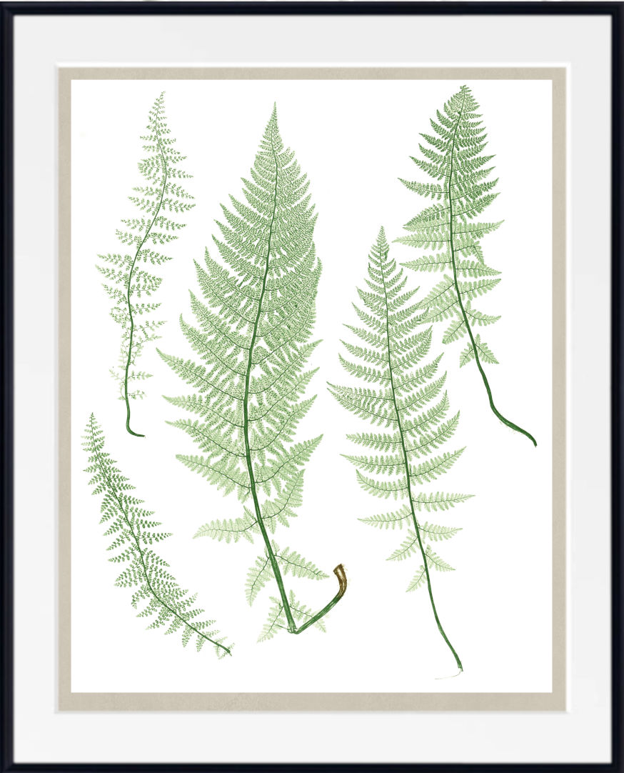 Framed botanical art print featuring four green fern leaves on a white background, with a wide white mat and a thin black frame.