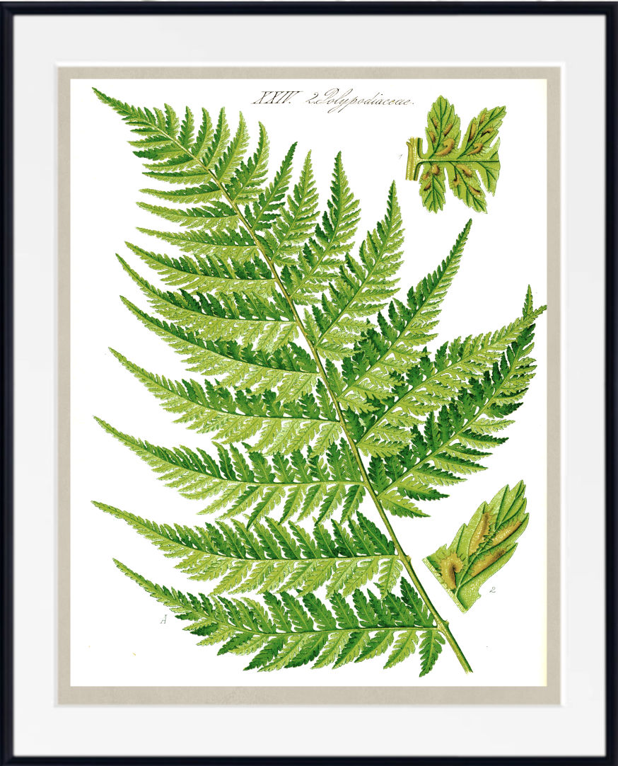A framed botanical art print featuring a detailed green fern leaf illustration with two smaller leaf detail crops on a white background, surrounded by a light beige mat and a black frame.