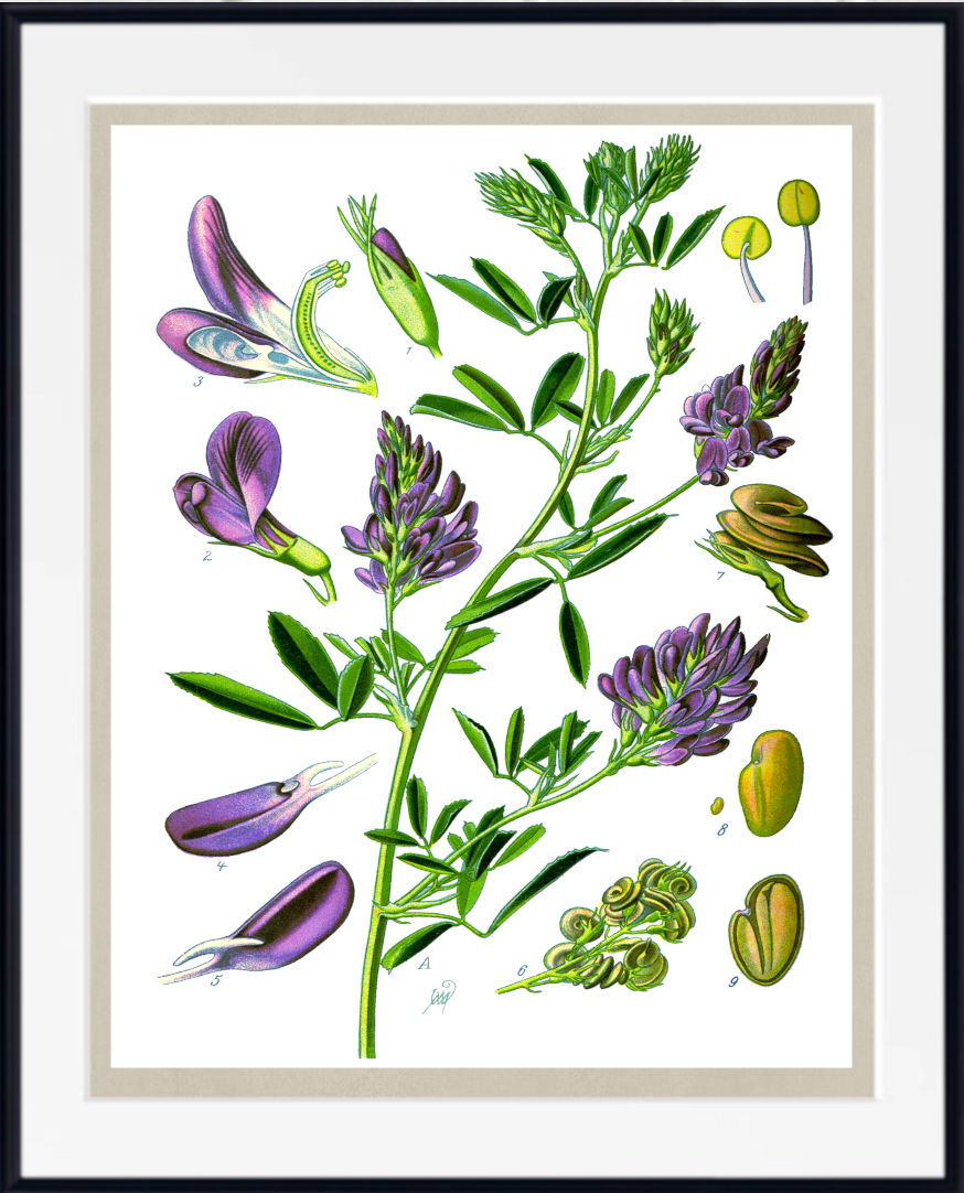A framed botanical art print featuring detailed illustrations of purple flowers and green leaves on a white background, enclosed in a black frame with a white mat.