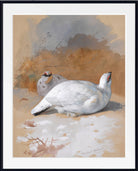 A brace Of Ptarmigan In The Snow, Archibald Thorburn, Birds Print