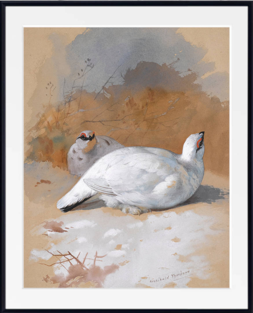 A brace Of Ptarmigan In The Snow, Archibald Thorburn, Birds Print