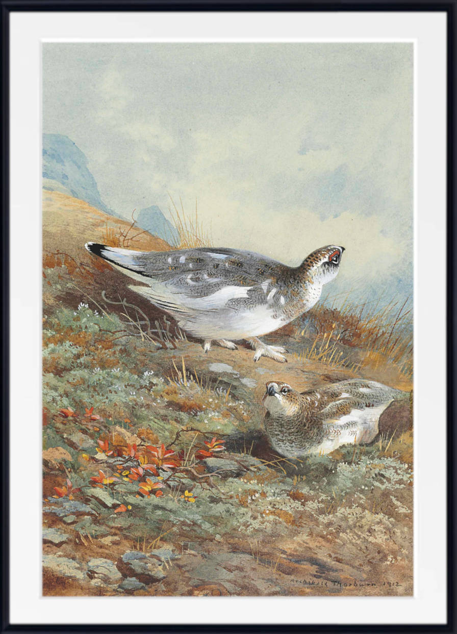 A Pair of Ptarmigan in mid-plumage, Archibald Thorburn, Birds Print