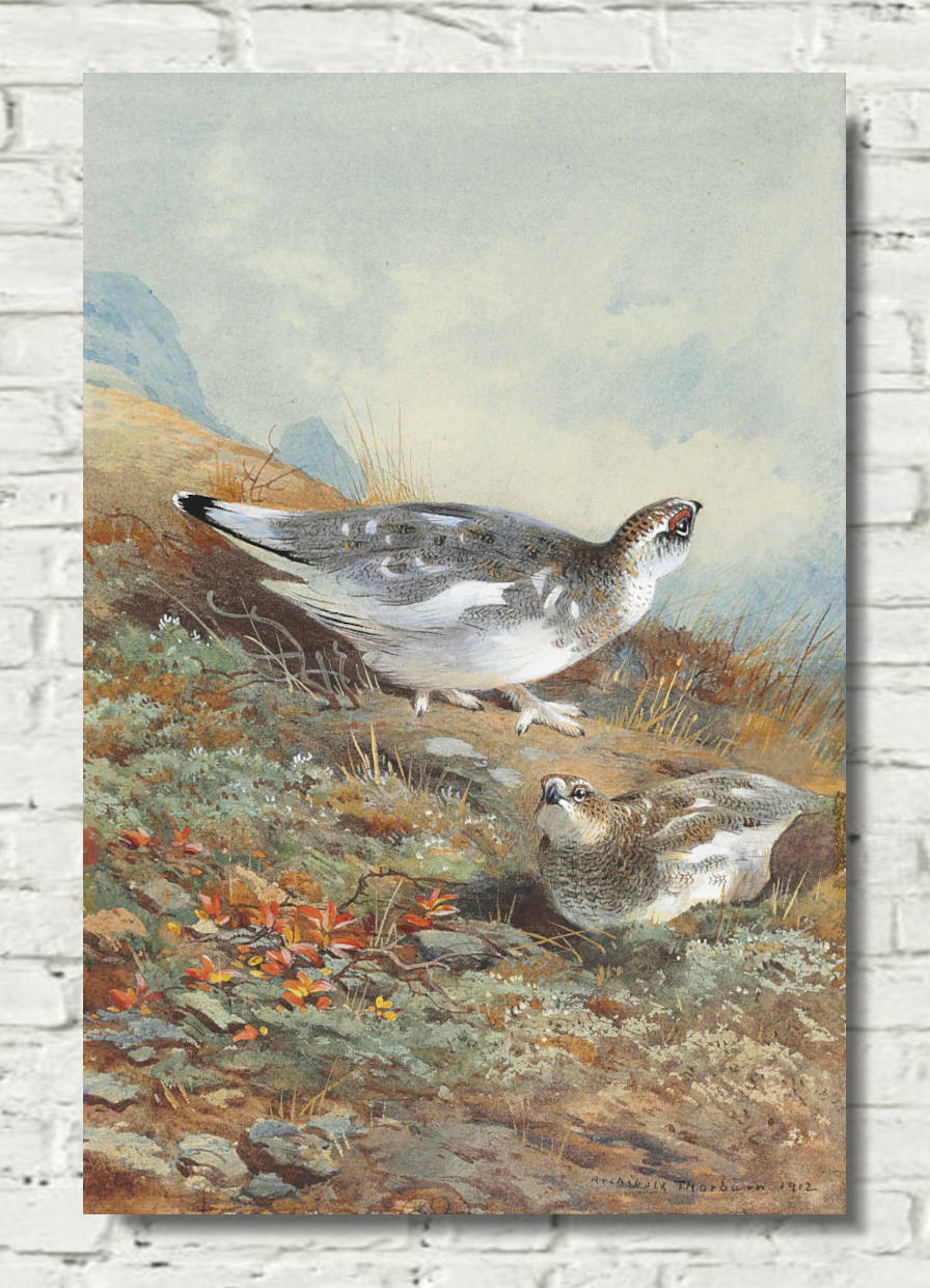 A Pair of Ptarmigan in mid-plumage, Archibald Thorburn, Birds Print