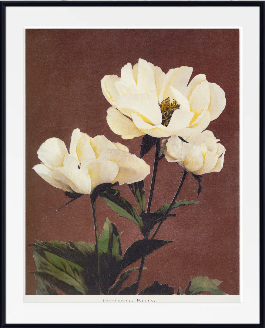 A framed botanical art print featuring three cream-colored peony flowers with green leaves against a solid dark brown background, enclosed in a white mat and a thin black frame.