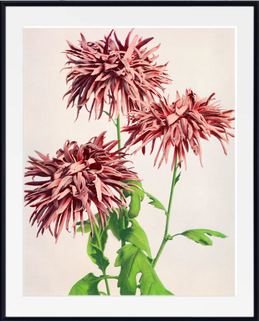 A framed botanical art print featuring three pinkish-red chrysanthemum-like flowers with green stems and leaves on a light cream background, enclosed in a white mat and black frame.