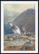 Ptarmigan in mid-plumage on a rocky outcrop above a glen, Archibald Thorburn, Birds Print