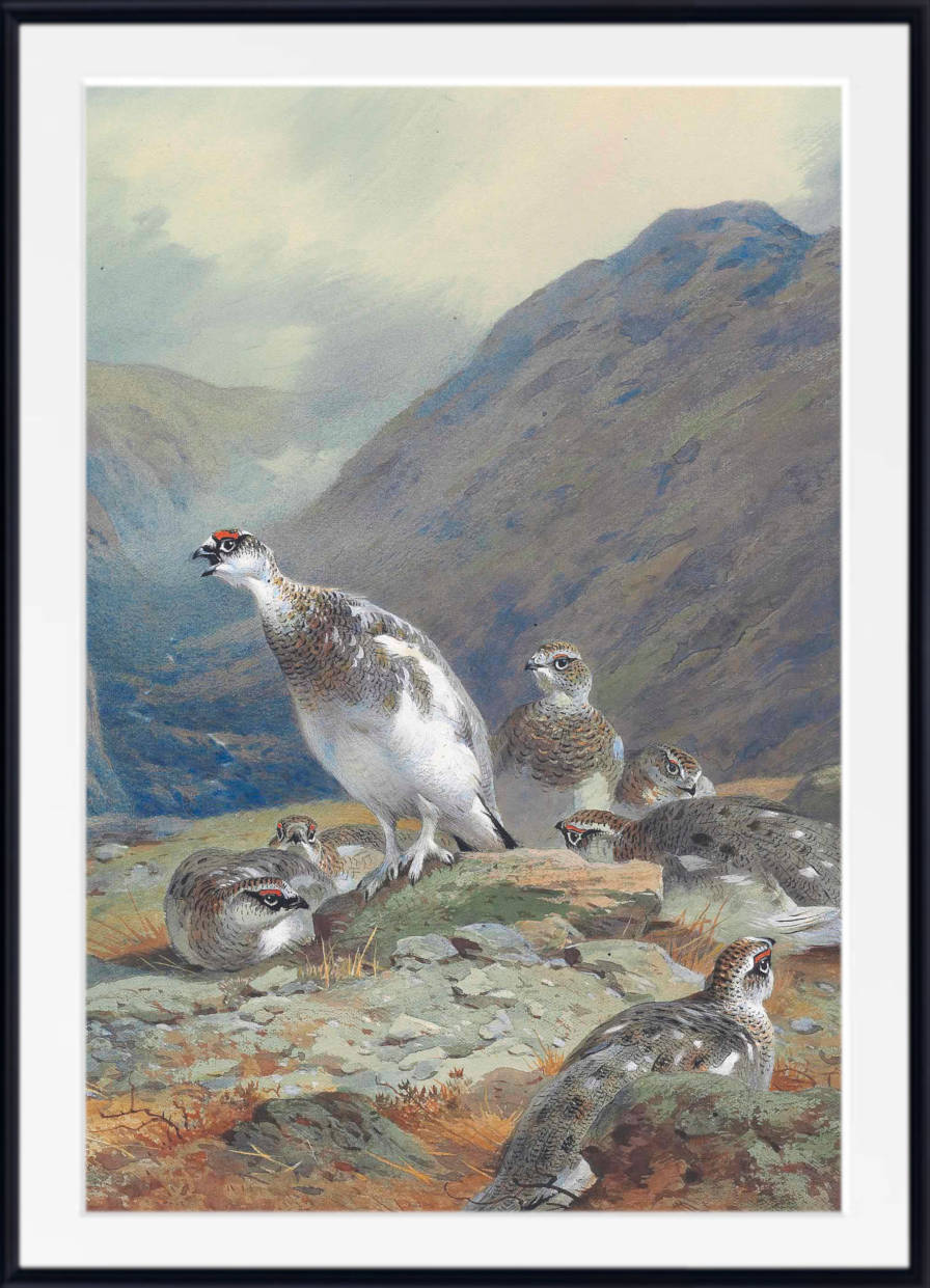 Ptarmigan in mid-plumage on a rocky outcrop above a glen, Archibald Thorburn, Birds Print