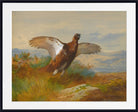 Red Grouse In Flight, Archibald Thorburn, Birds Print