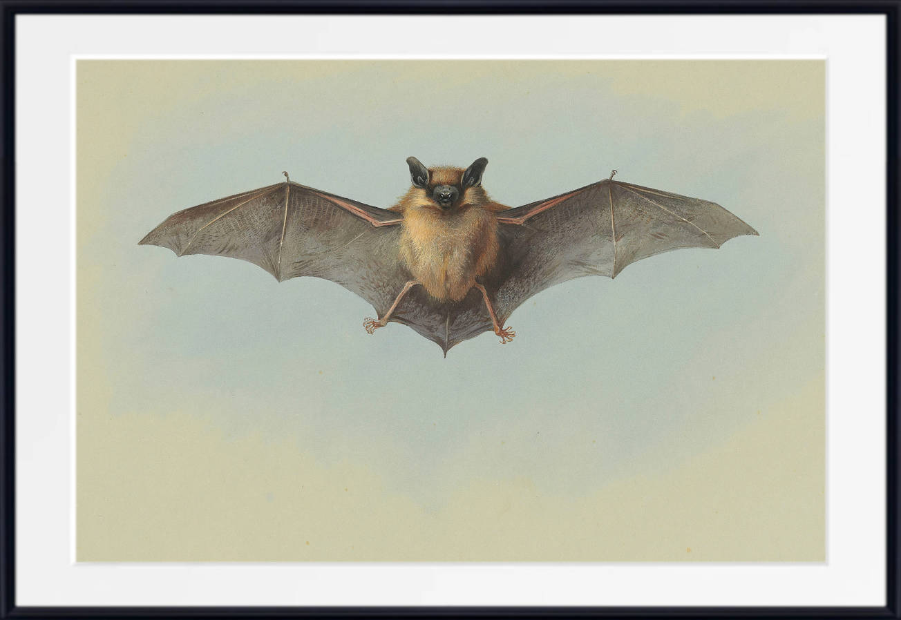 Pipistrelle Bat, Archibald Thorburn, Wildlife Print