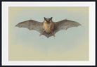 Pipistrelle Bat, Archibald Thorburn, Wildlife Print