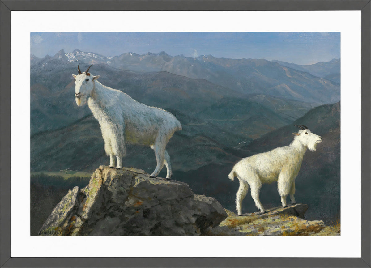 Albert Bierstadt Print, Mountain goats in a dark grey frame