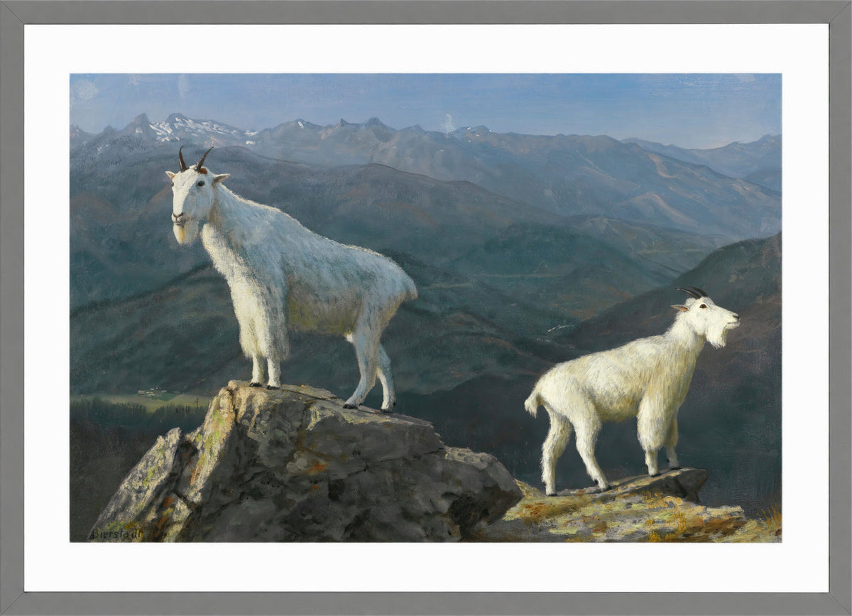 Albert Bierstadt Print, Mountain goats in a light grey frame