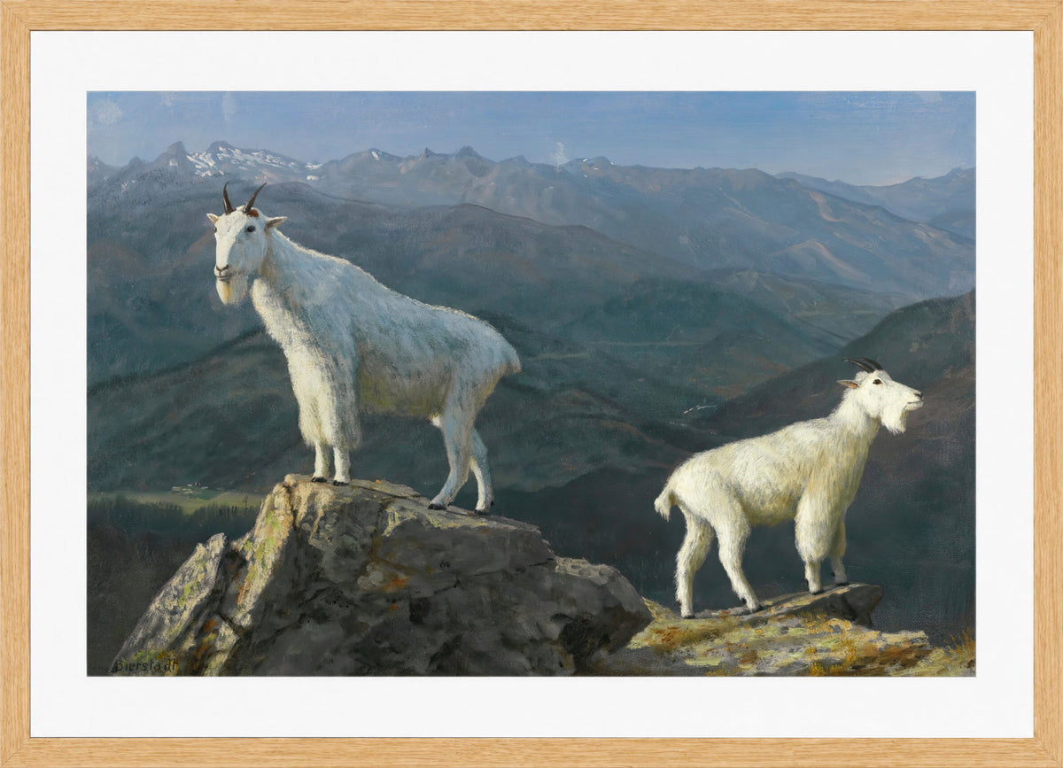 Albert Bierstadt Print, Mountain goats in an oak frame