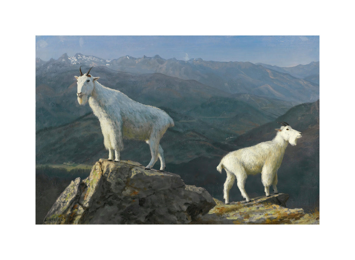 Albert Bierstadt Print, Mountain goats with a white border for rolled canvas