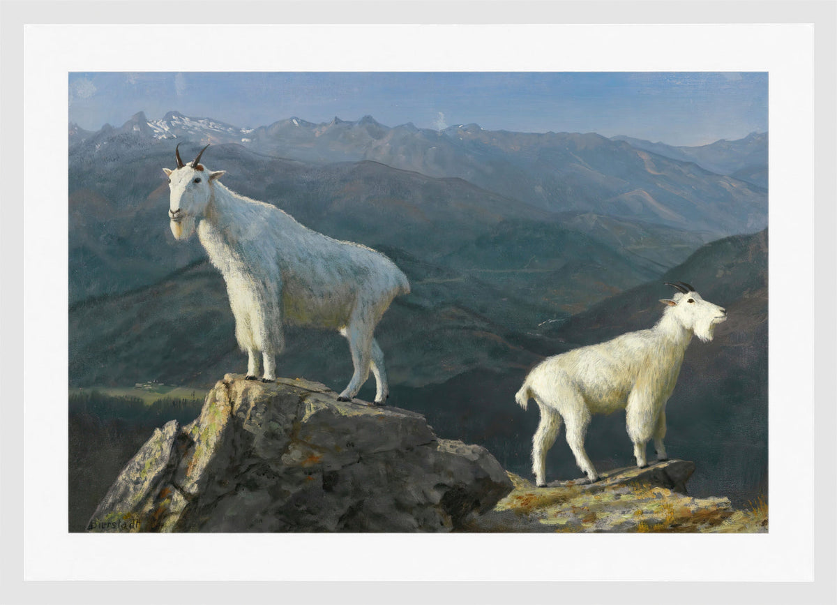 Albert Bierstadt Print, Mountain goats in a white frame