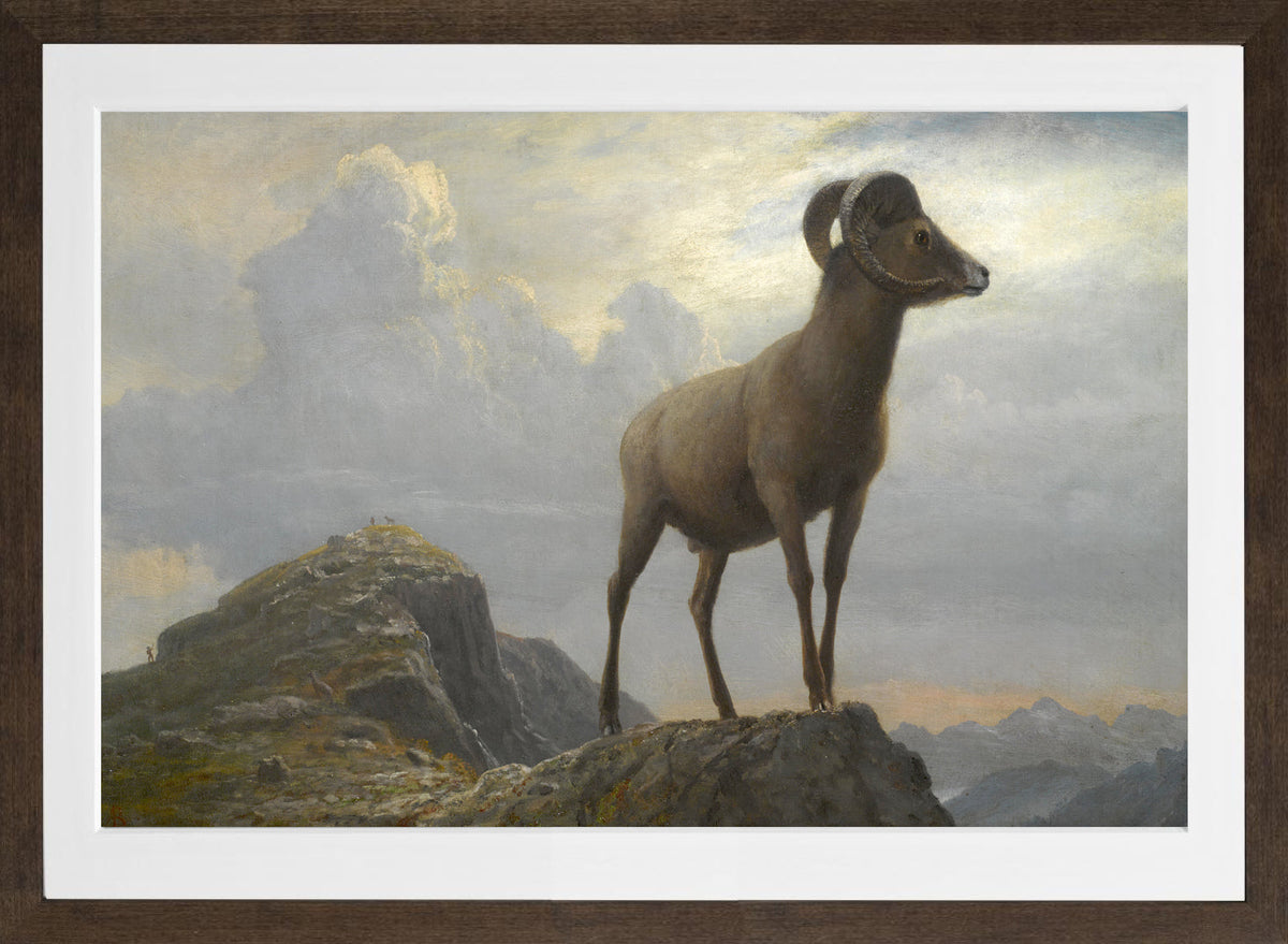 Albert Bierstadt Print, Study Of A Bighorn Ram in a brown frame