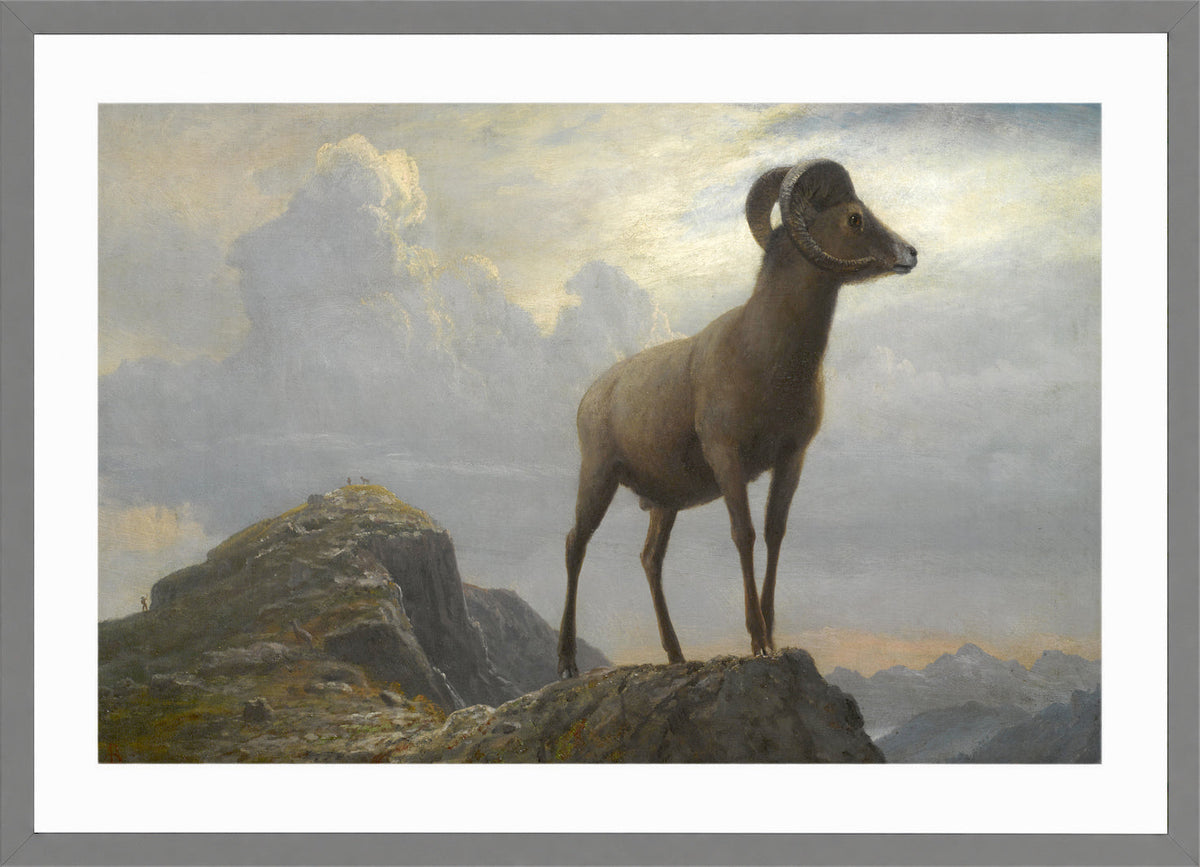 Albert Bierstadt Print, Study Of A Bighorn Ram in a light grey frame