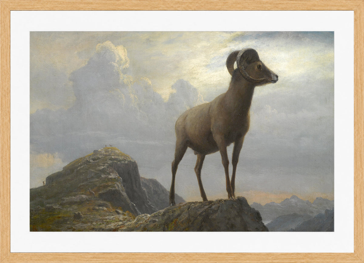 Albert Bierstadt Print, Study Of A Bighorn Ram in an oak frame