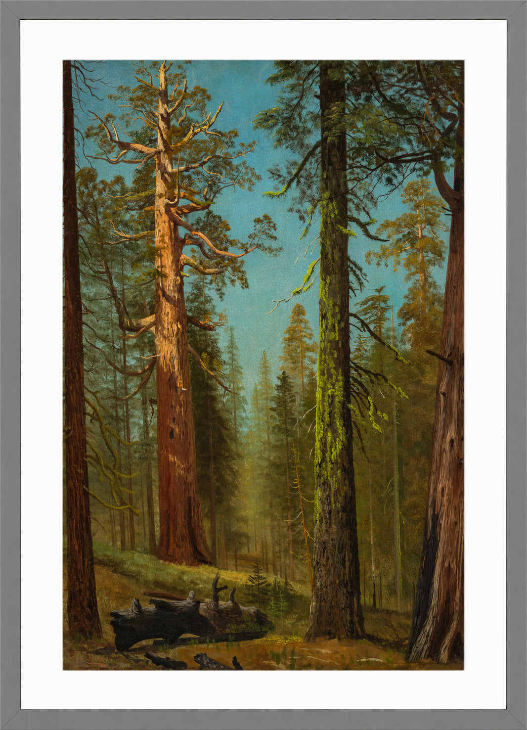 Albert Bierstadt Print, The Grizzly Giant Sequoia, Mariposa Grove, California in a light grey frame
