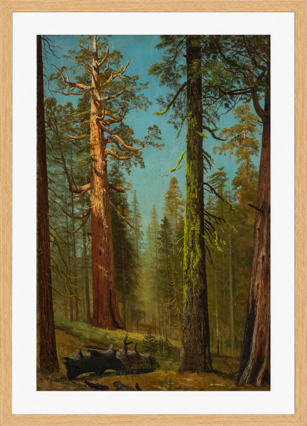Albert Bierstadt Print, The Grizzly Giant Sequoia, Mariposa Grove, California in an oak frame