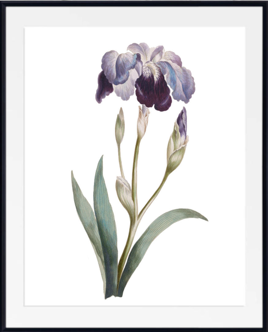 A framed botanical art print featuring a single iris flower with lavender and deep purple petals, green leaves, and buds on a white background, enclosed in a black frame with a white mat.