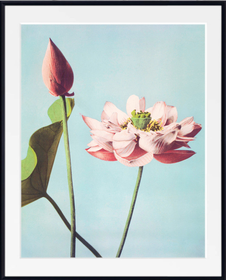 A framed botanical art print featuring a pink lotus flower and a closed bud on green stems against a pale blue background, presented with a white mat and black frame.