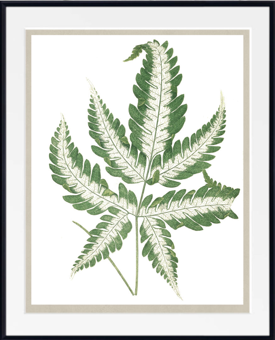 A framed botanical art print featuring a detailed green fern leaf illustration on a white background, with a wide white mat and a thin black frame.