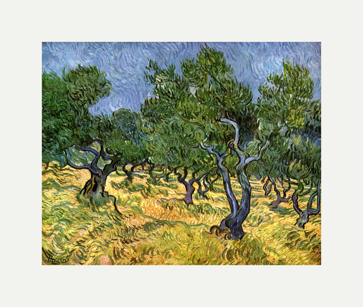 Vincent van Gogh Print, 023 Olive Orchard_10x8 with an off-white border for rolled canvas