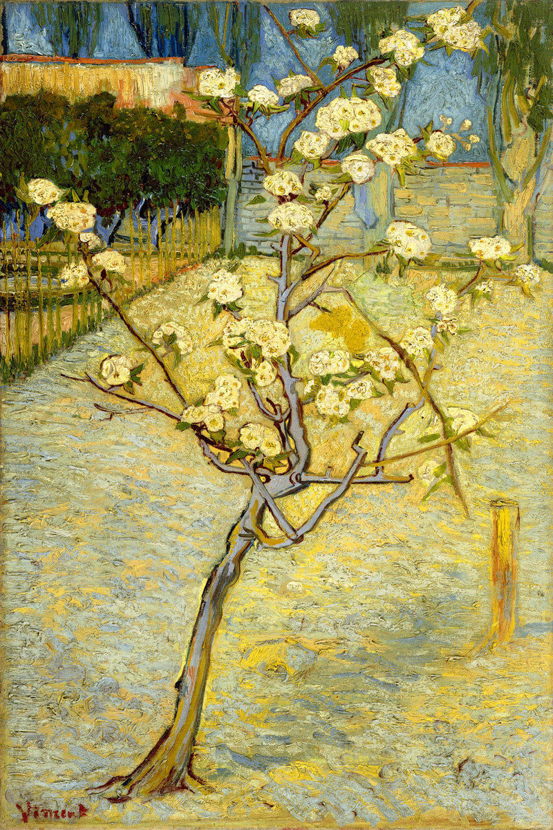 Vincent van Gogh Print, 118 Small pear tree in blossom (1888)_12x8 as an unframed print