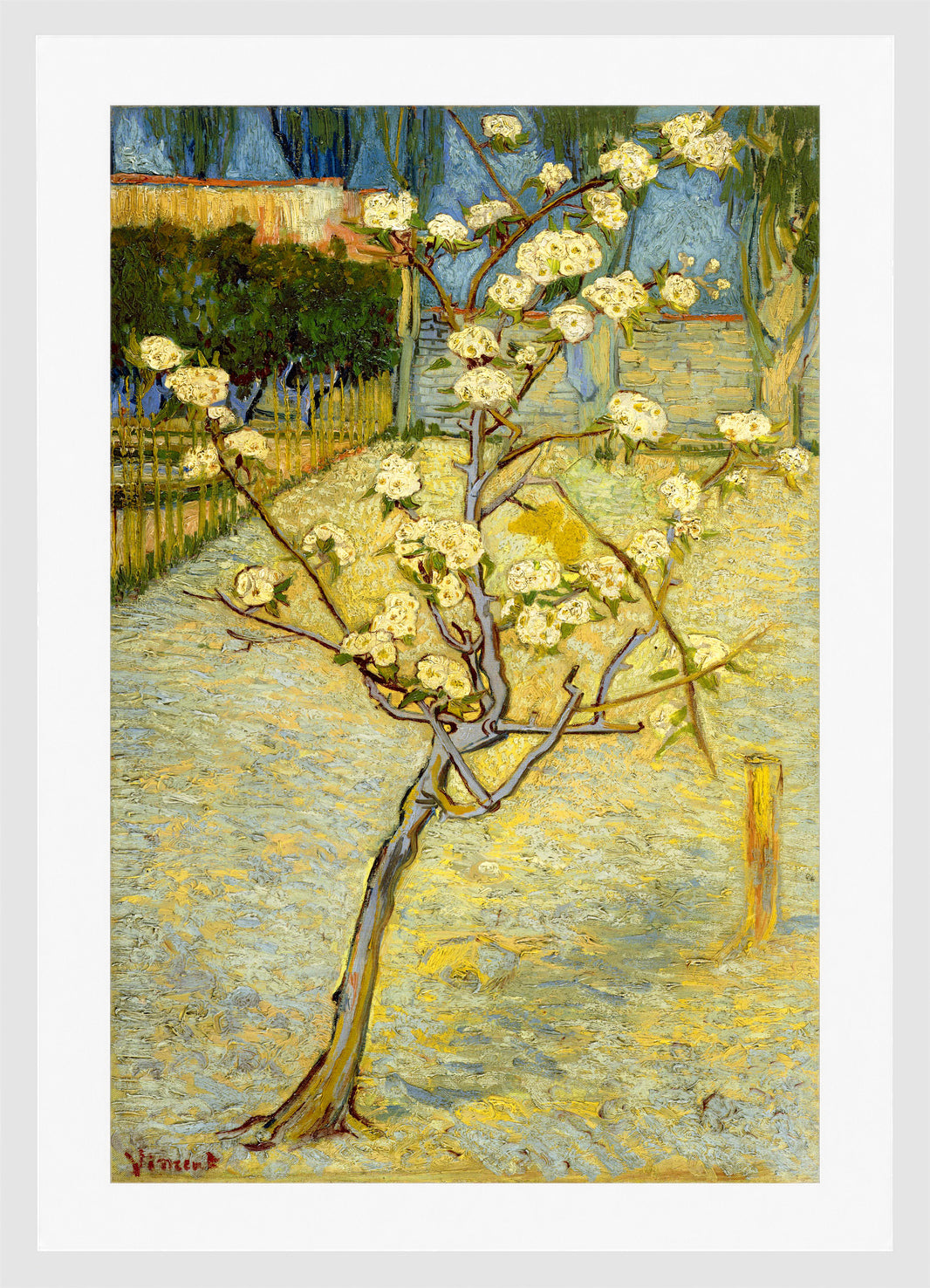 Vincent van Gogh Print, 118 Small pear tree in blossom (1888)_12x8 in a white frame