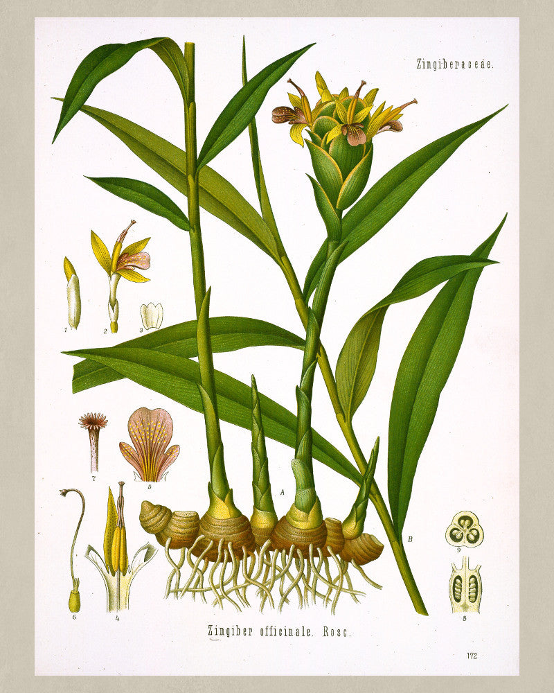 Ginger Print Vintage Botanical Sketch Poster Art - OnTrendAndFab