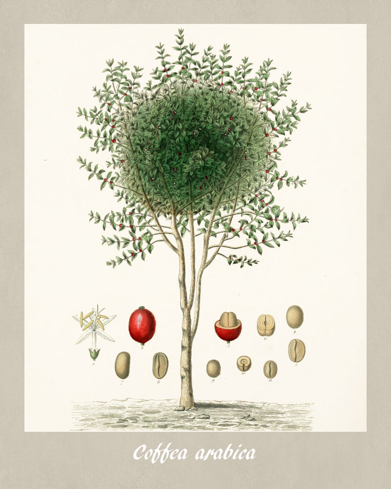 Coffee Bean Framed Botanical Print Limited Edition