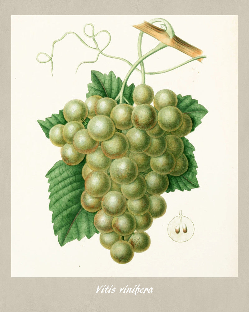Grapes Print Vintage Botanical Sketch Poster Art - OnTrendAndFab