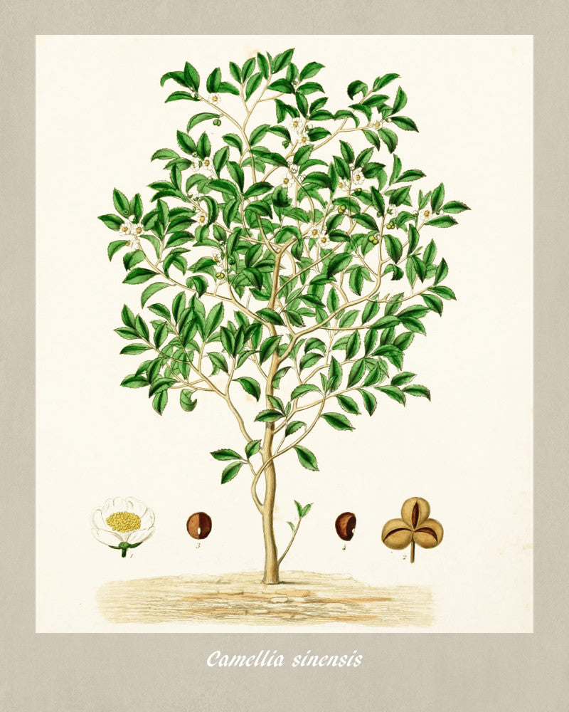 Tea Plant Print Vintage Botanical Illustration Poster Art - OnTrendAndFab