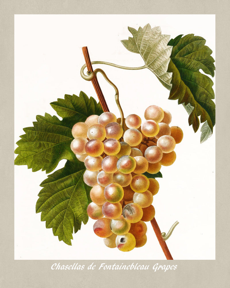 Grapes Print Vintage Botanical Illustration Poster Art - OnTrendAndFab
