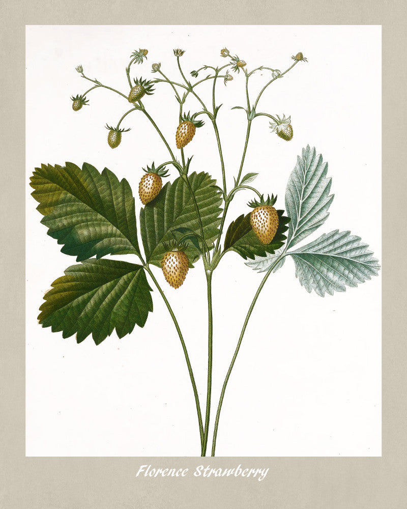 Strawberry Print Vintage Botanical Illustration Poster Art - OnTrendAndFab