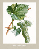 Grapes Print Vintage Botanical Illustration Poster Art - OnTrendAndFab