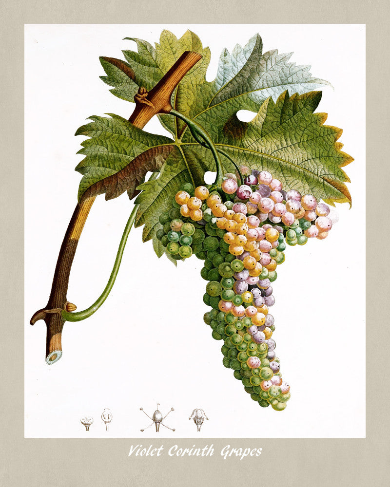 Grapes Print Vintage Botanical Illustration Poster Art - OnTrendAndFab