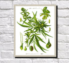 Cannabis Print Vintage Book Plate Poster Art Botanical Illustration