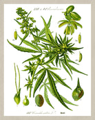 Cannabis Print Vintage Book Plate Poster Art Botanical Illustration