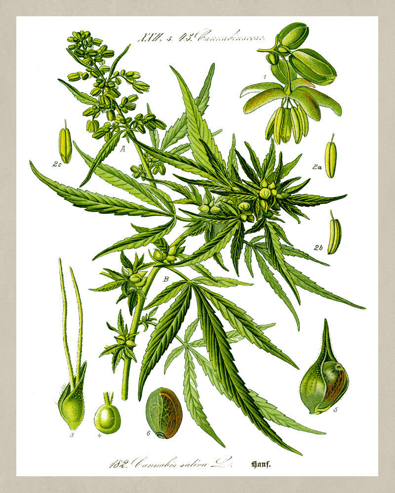 Cannabis Print Vintage Book Plate Poster Art Botanical Illustration