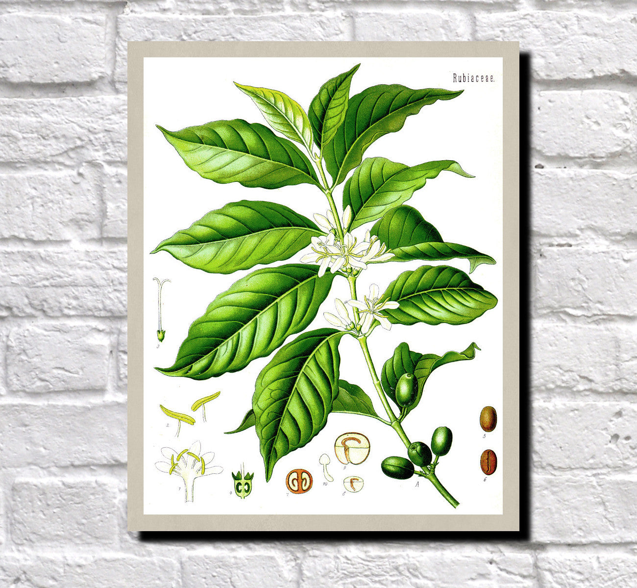 Coffee Plant Print Vintage Book Plate Poster Art Botanical Illustration
