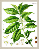 Coffee Plant Print Vintage Book Plate Poster Art Botanical Illustration